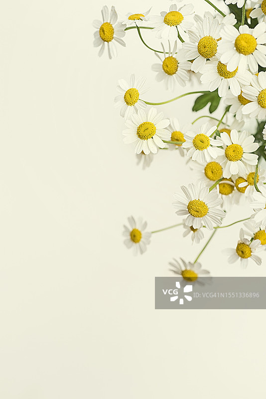 一束白色雏菊图片素材