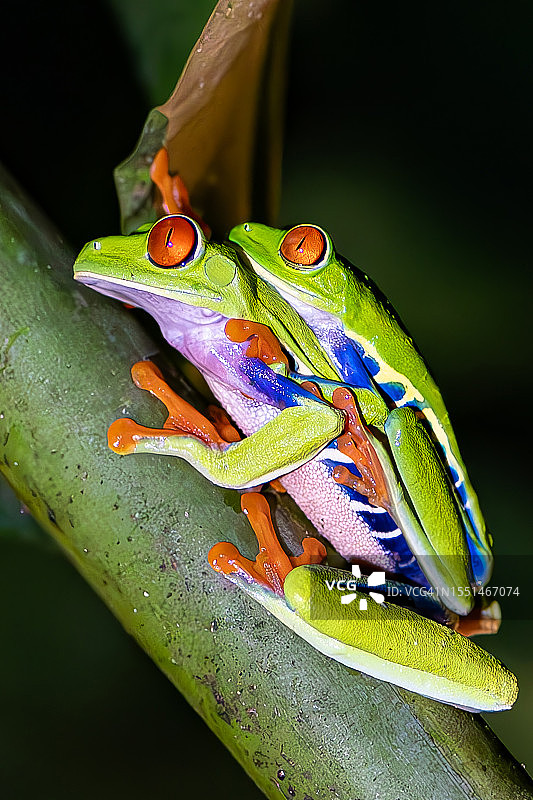 红眼树蛙交配图片素材