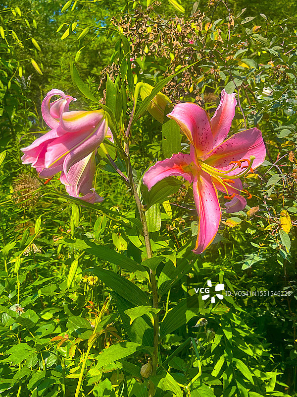 纽约市绿色叶子中的老虎百合花图片素材