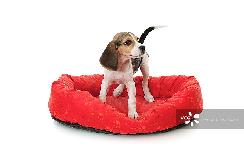 小猎犬号图片素材