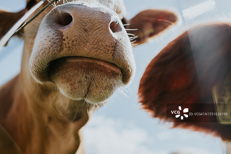 奶牛特写图片素材