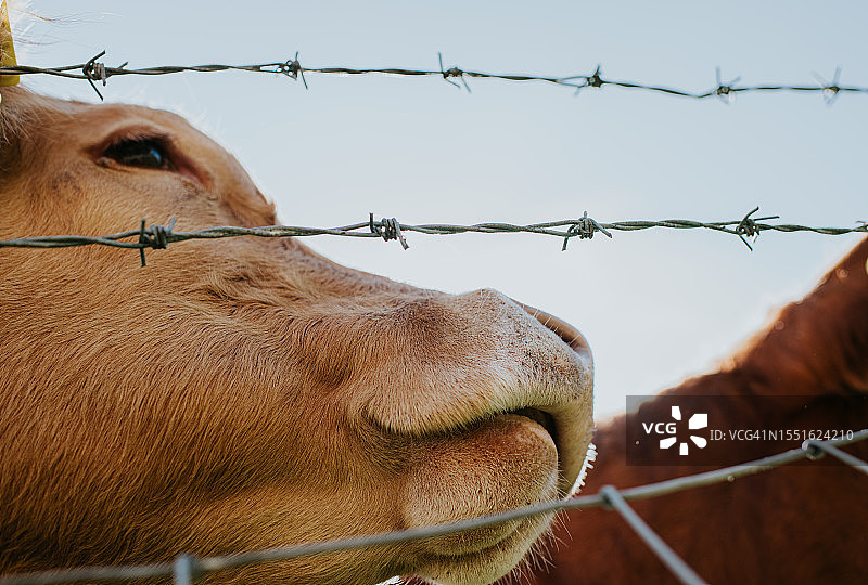 两头奶牛在田野里并排站立图片素材