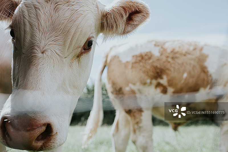 田野里的两头白色母牛，一头在吃草，另一头看着镜头图片素材