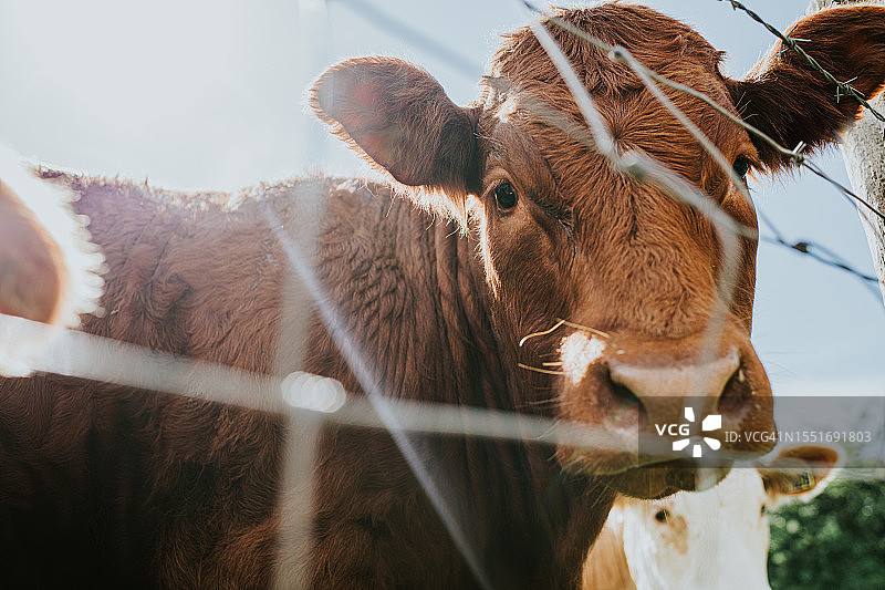 从金属栅栏后面往外看的奶牛图片素材