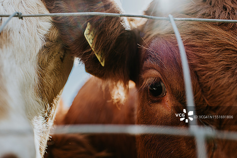 两只牛眼特写图片素材