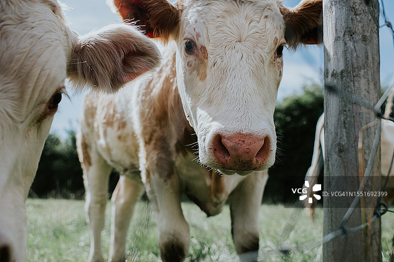 田野里的白色小母牛图片素材