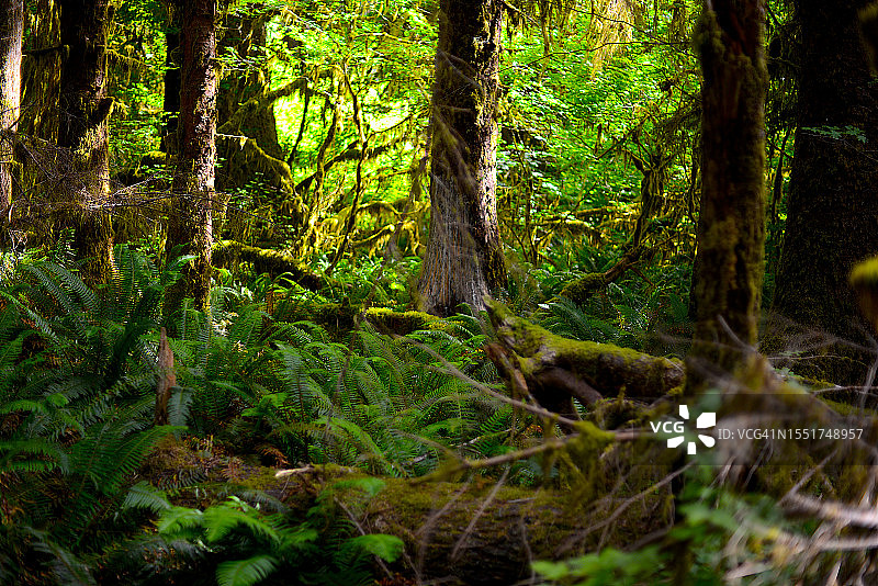 华盛顿州奥林匹克国家公园霍河雨林图片素材