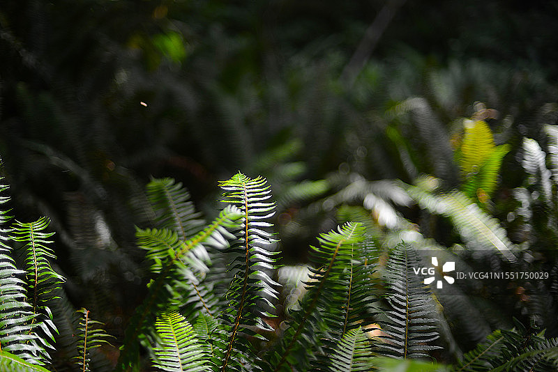 华盛顿州奥林匹克国家公园霍河雨林图片素材
