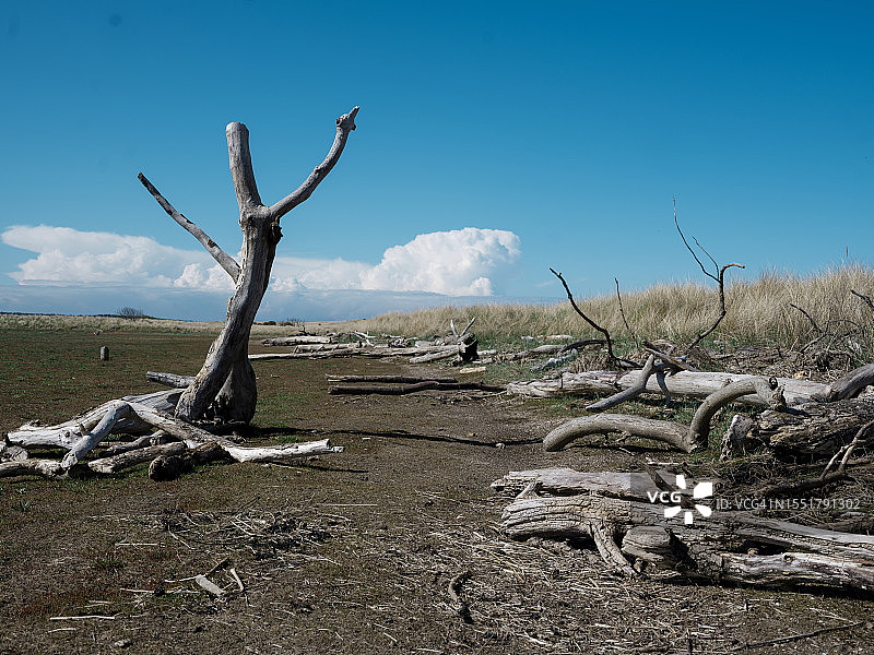 英国苏格兰边界海岸地区的浮木图片素材