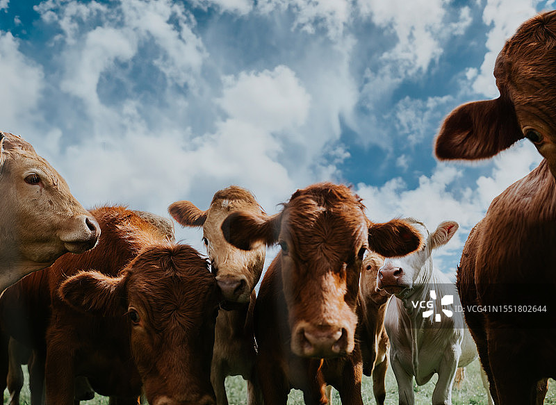 湛蓝天空下，田野中成群站立的奶牛图片素材