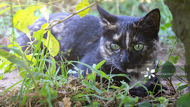 绿色眼睛的玳瑁猫在户外休息图片素材