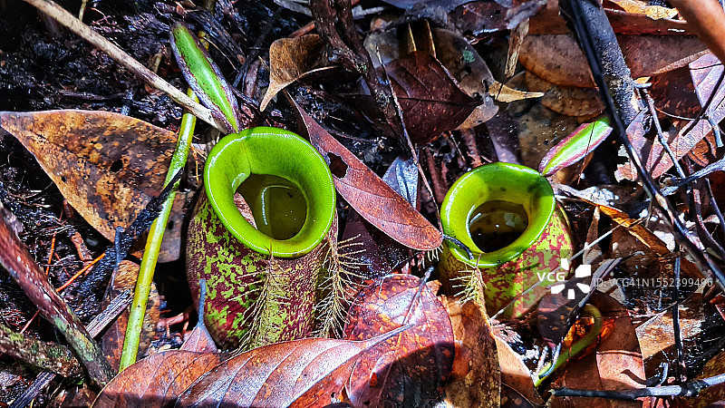 森林地面上的两个猪笼草瓶状体高角度视图图片素材