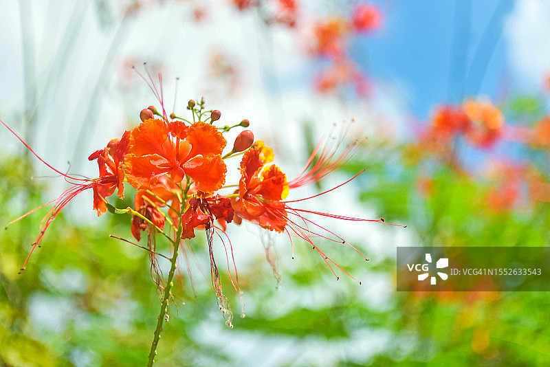 盛开的凤凰花仰视角度图片素材