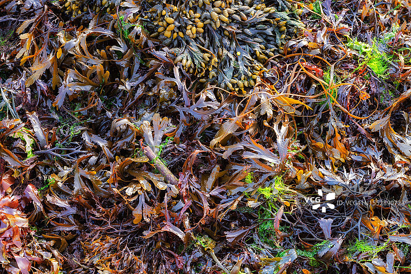 法国布列塔尼日落海草与绿藻图片素材