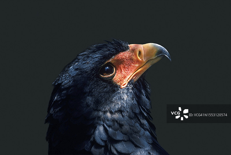 仰望天空的冕雕图片素材