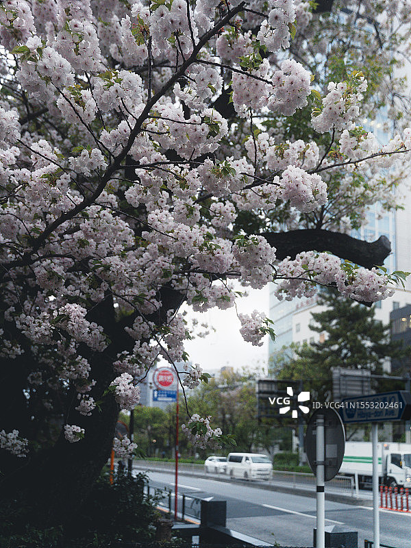 东京街边盛开的樱花树图片素材
