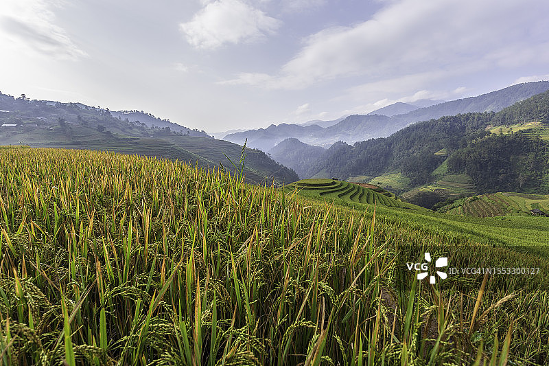 越南安沛木江界雨季的绿色梯田图片素材