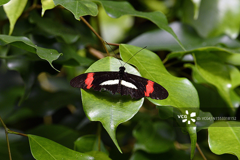 黑脉蛱蝶（邮递员蝴蝶）图片素材