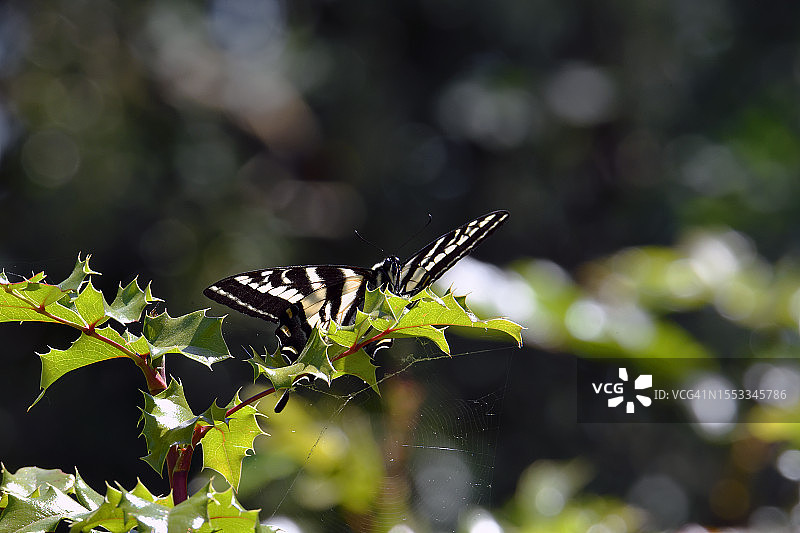 茴香凤蝶图片素材