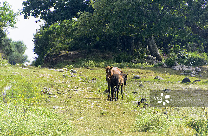 吉阿拉公园图片素材