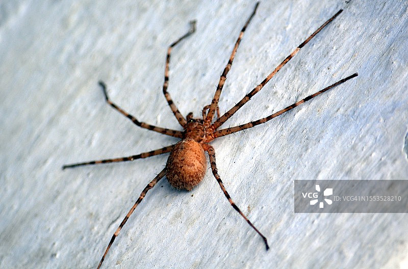 木头上的蜘蛛特写，印度比哈尔邦图片素材