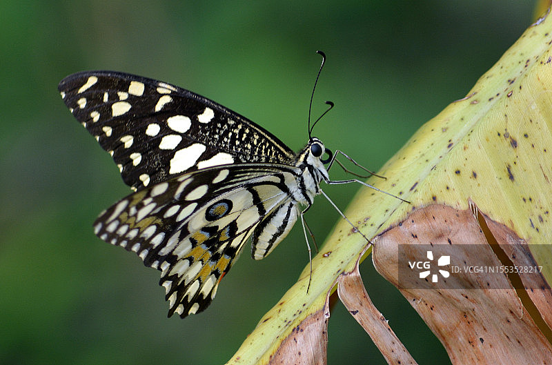 印度比哈尔邦树叶上的蝴蝶特写图片素材