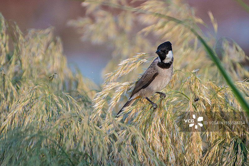 近距离拍摄栖息在植物上的鸣禽，卡塔尔多哈图片素材