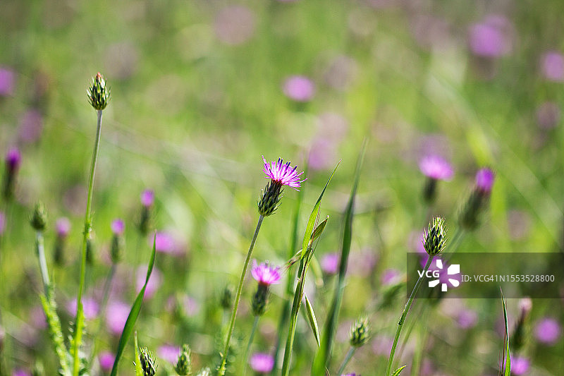 田野上的粉色开花植物特写，贝特谢梅什，以色列图片素材