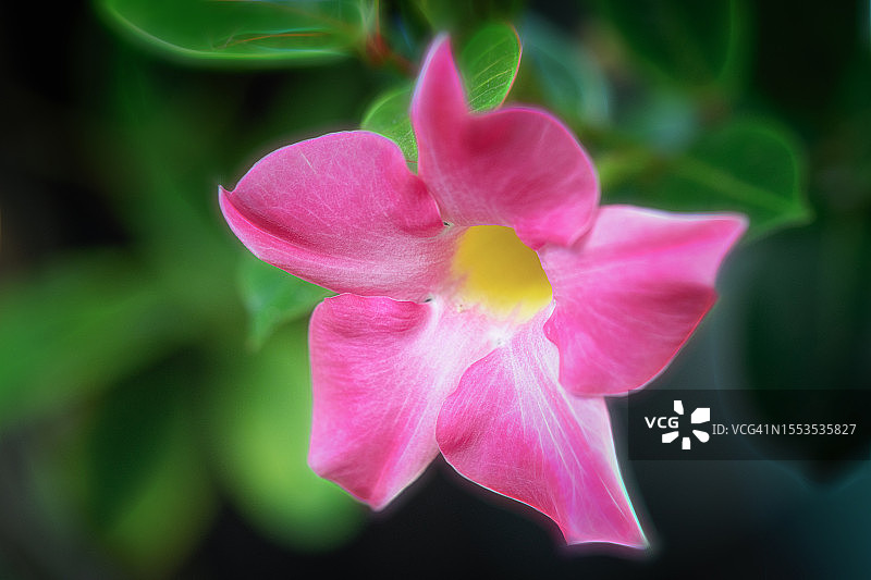 粉色开花植物特写图片素材