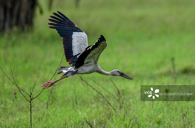 飞越田野的鹳鸟特写图片素材