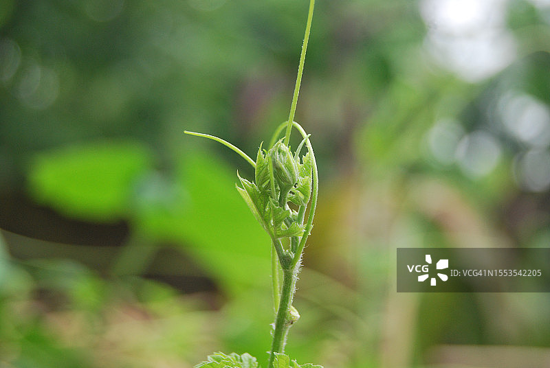 孟加拉国巴布纳植物特写图片素材