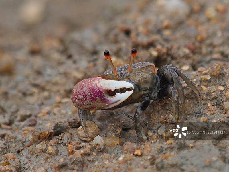 马来西亚岩石上的螃蟹特写图片素材