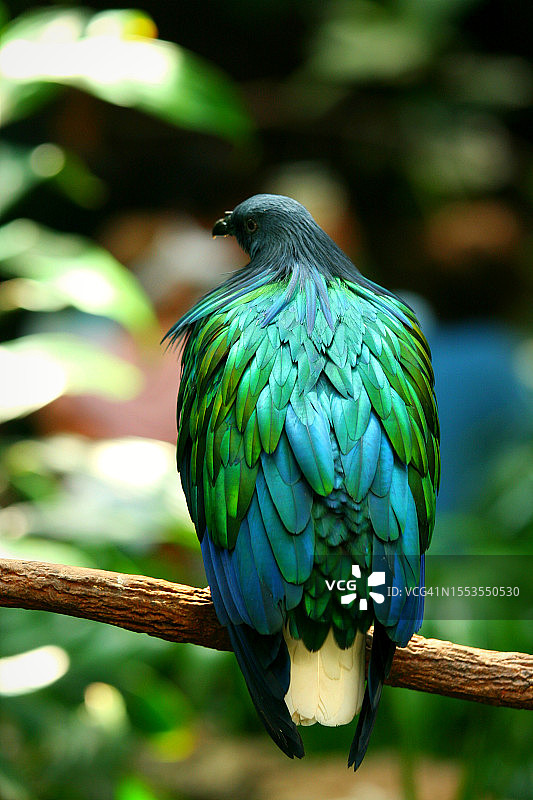 栖息在美国树枝上的鸽子特写图片素材