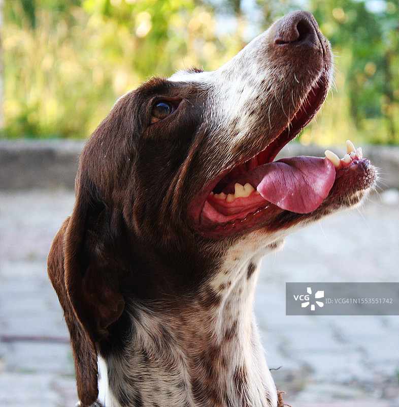 土耳其的德国短毛指示犬图片素材