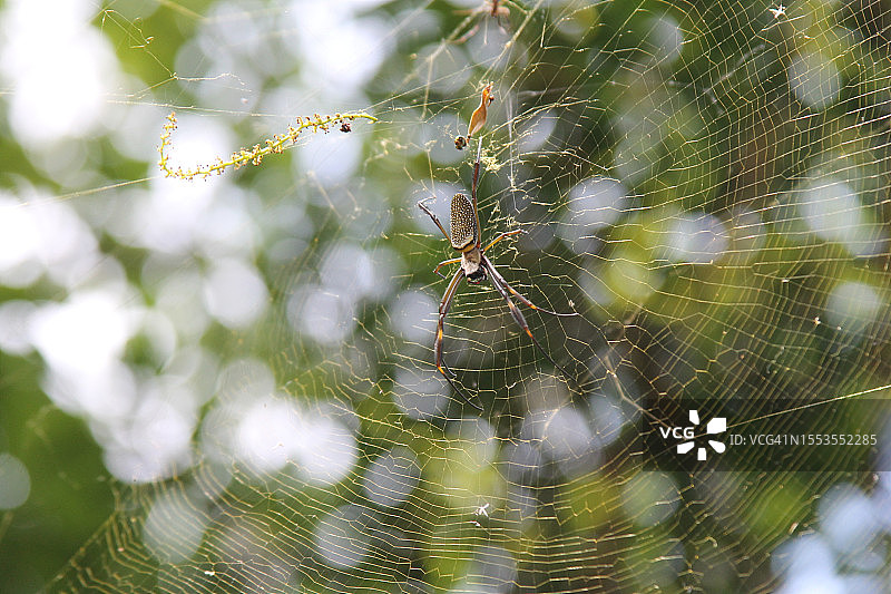 巴西：蜘蛛网上的蜘蛛特写图片素材