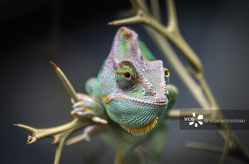 德国植物上的变色龙特写图片素材