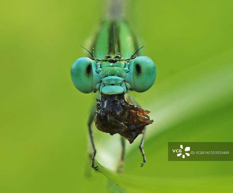 叶子上昆虫的特写，印度古吉拉特邦拉杰果德图片素材