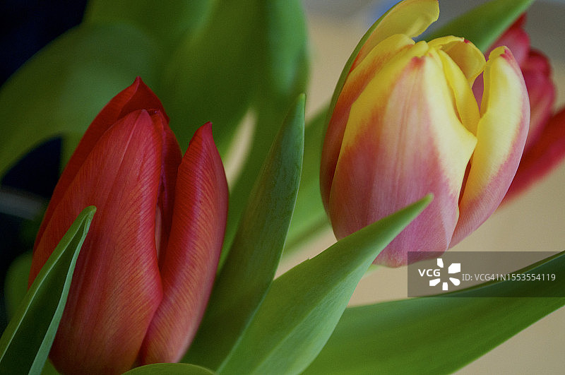 红色郁金香的特写图片素材