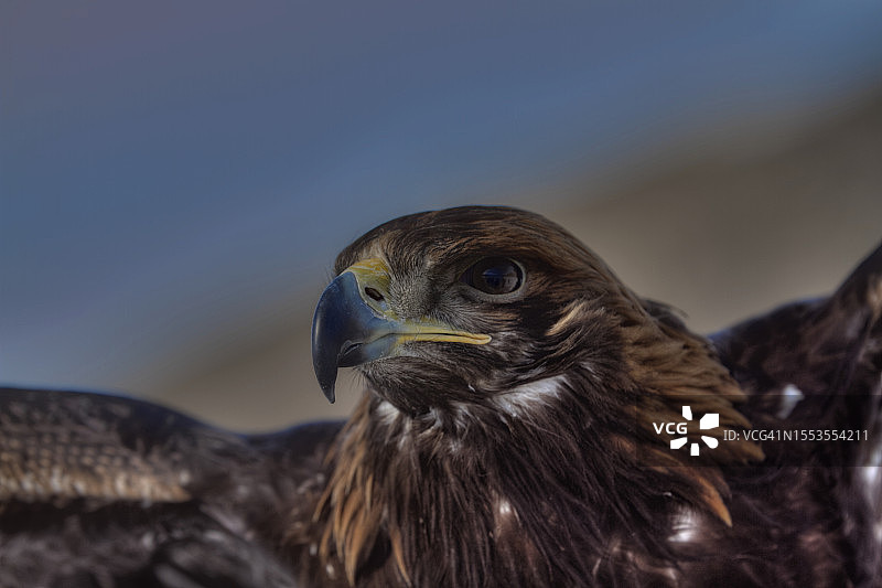 鹰的特写图片素材