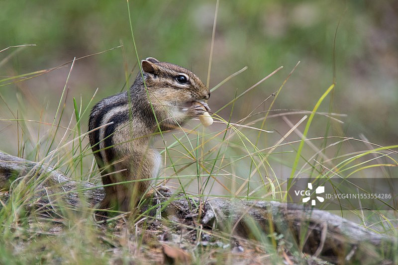 草地上的松鼠特写，美国明尼苏达州图片素材