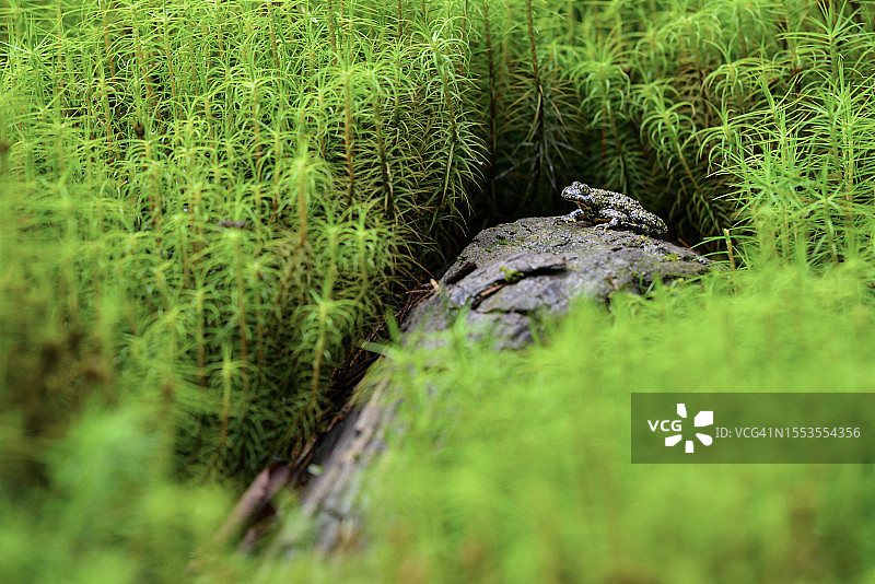 田野上生长的苔藓特写图片素材