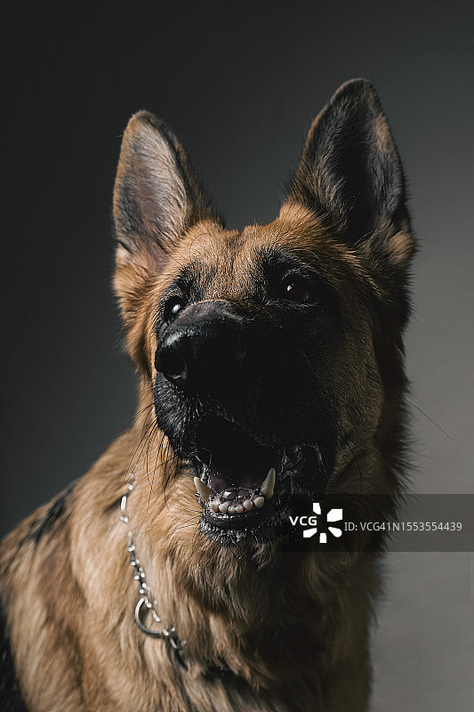 灰色背景下看向远方的纯种犬特写，北马其顿图片素材