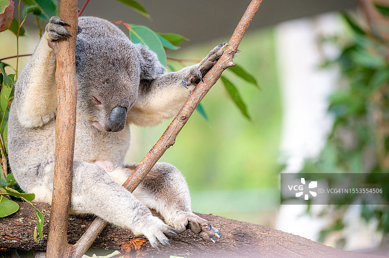 坐在树干上的考拉特写图片素材