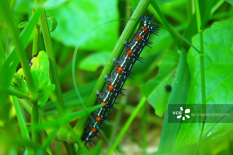 草地上的昆虫特写图片素材