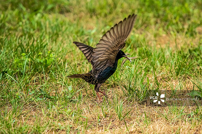 特写：飞过草地的歌八哥图片素材