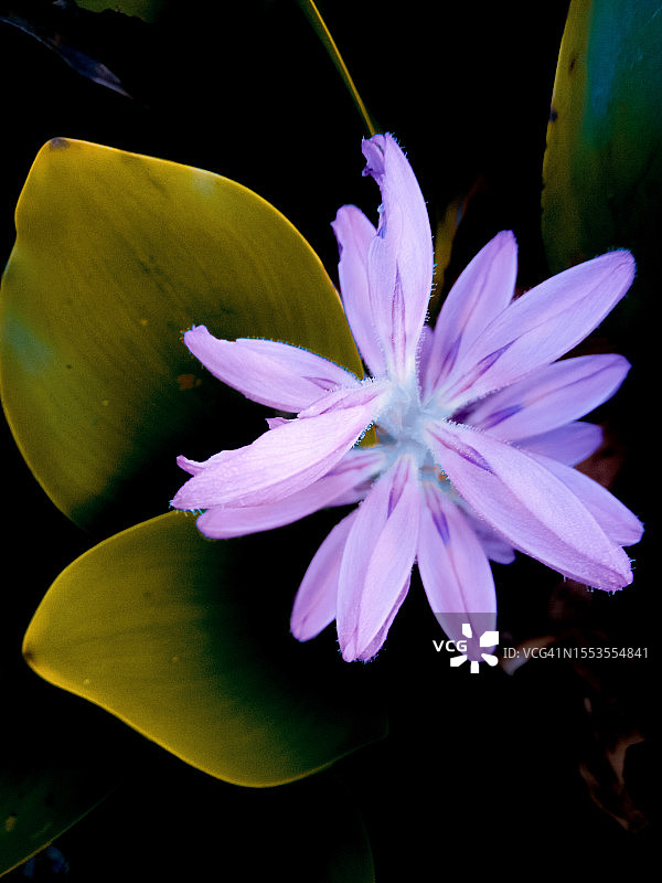 紫色花朵的特写图片素材