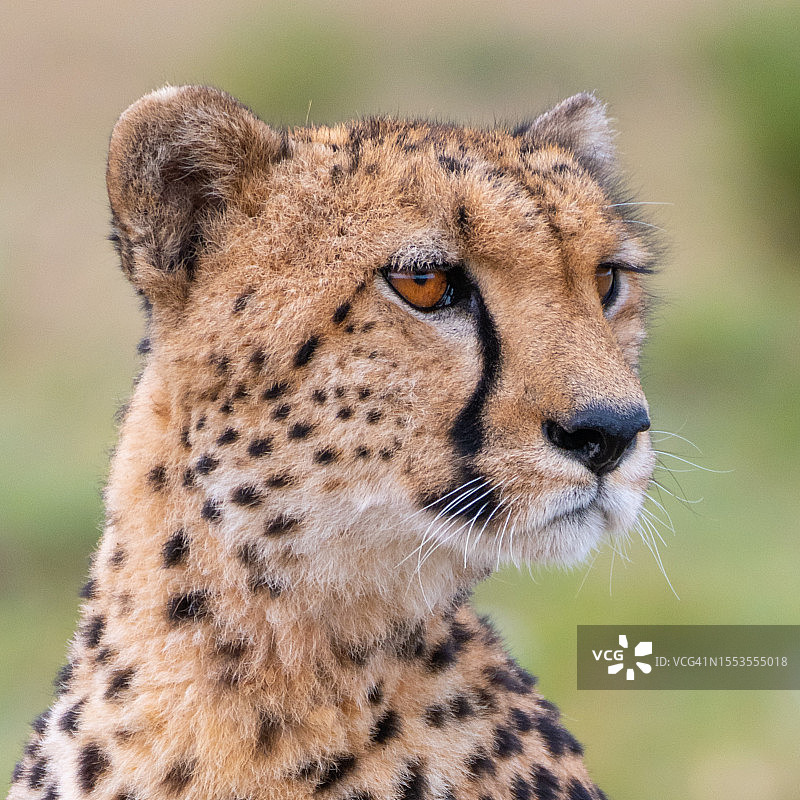 非洲猎豹远眺特写图片素材