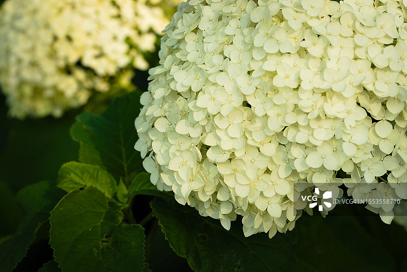 白色绣球花特写，内珀维尔，伊利诺伊州，美国图片素材