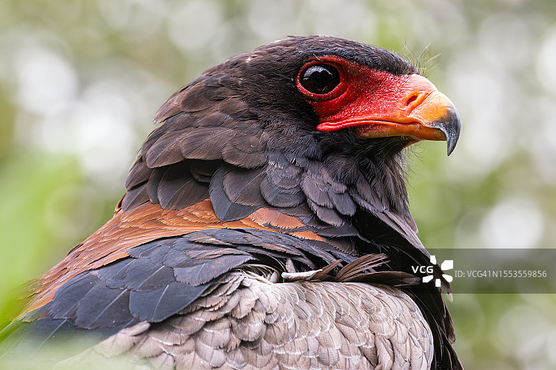 猛禽鹰的特写图片素材