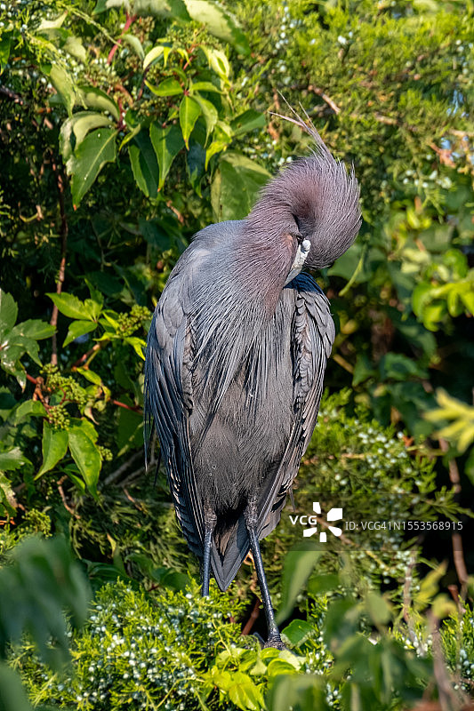 苍鹭栖息在树上特写，美国新泽西州海洋城图片素材